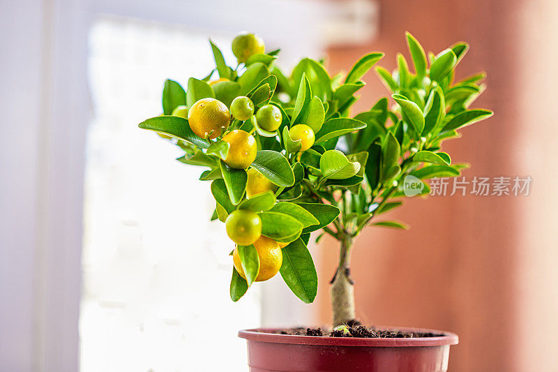 锅里的Calamondin