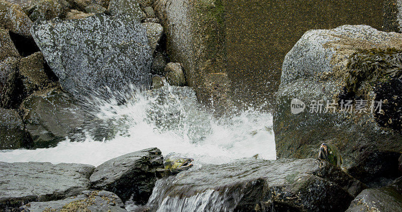 鲑鱼跃上多岩石的河床，顺着激流逆流而上。