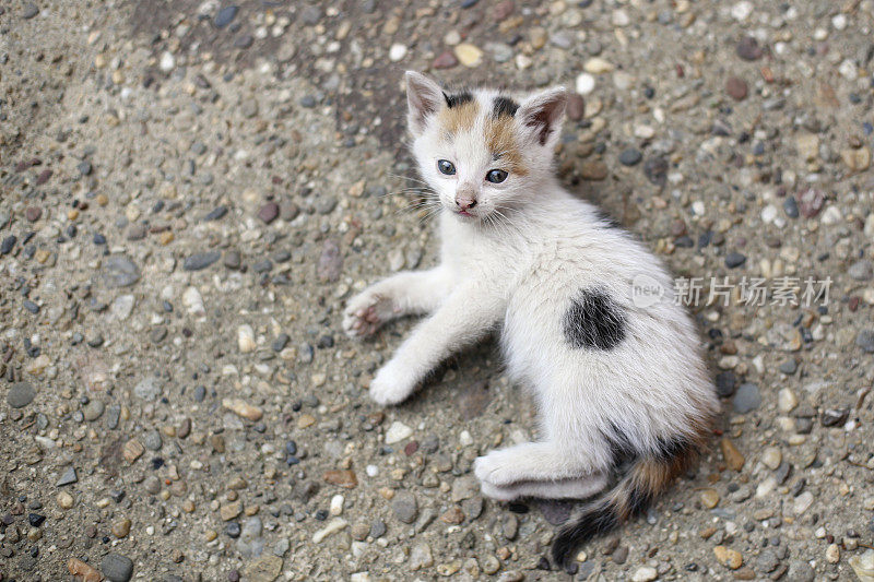 印花棉布的小猫