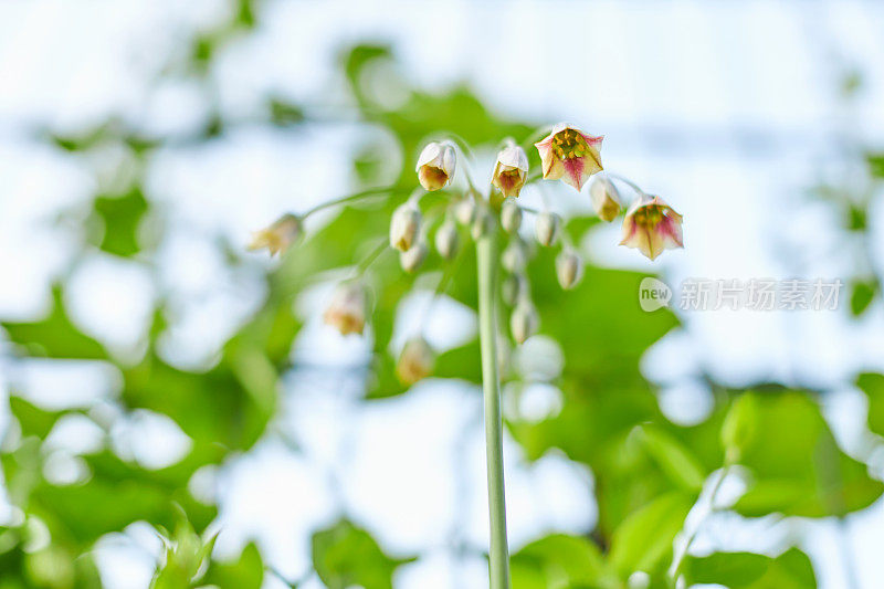 莱比锡城市花园中的植物