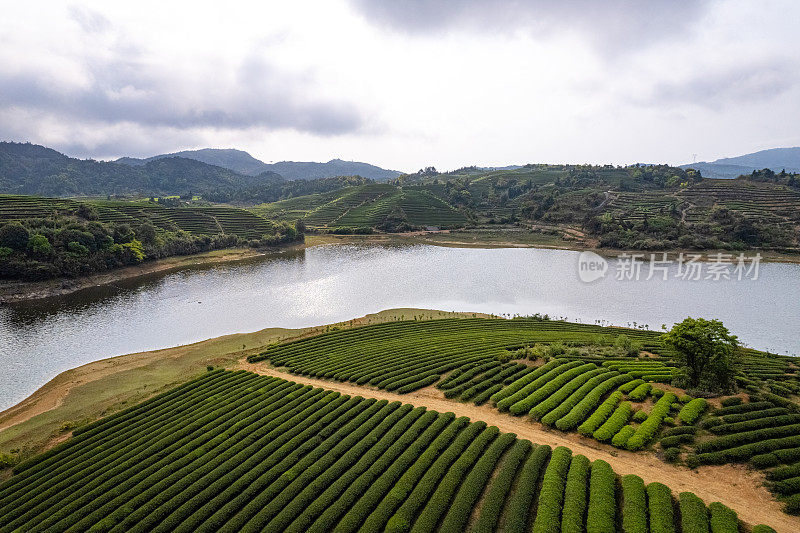 阴天的茶园