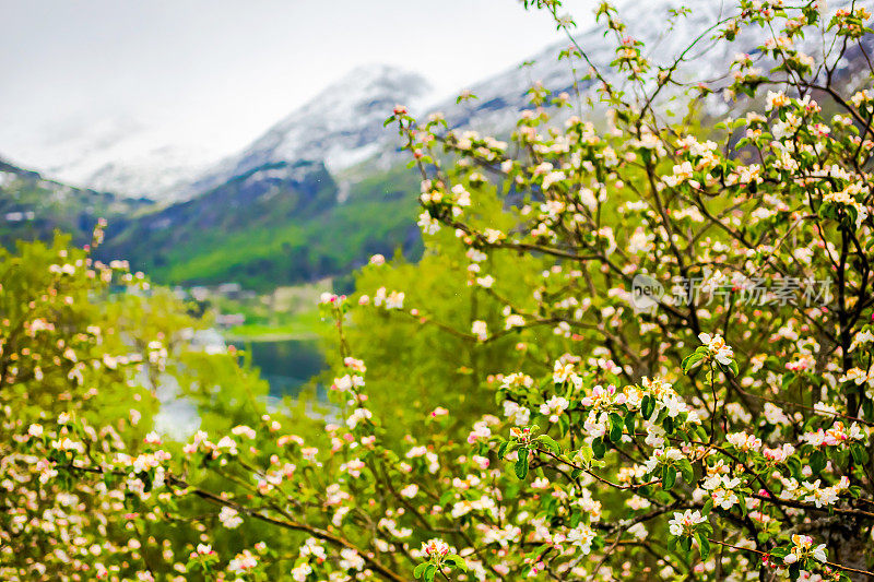 盛开的树。北部的本性。山的风景。挪威。斯堪的纳维亚半岛的春天。更多关于罗姆斯代尔县的报道