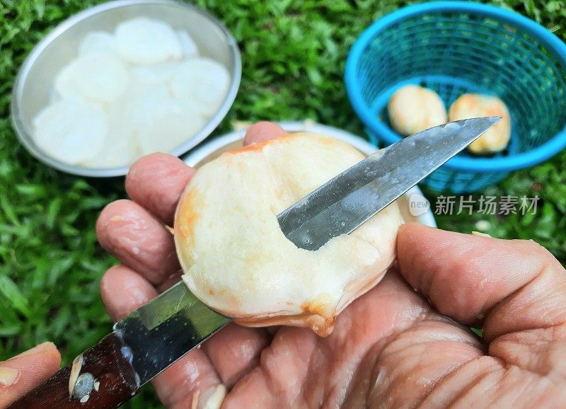 棕榈棕榈的削皮和切割-食品制备。