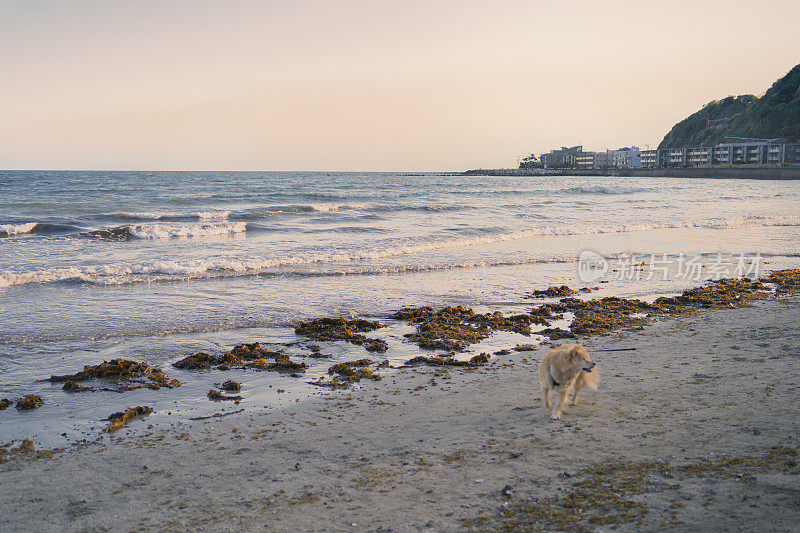 在日本神奈川县足市石木海滩，黄昏时分，这只狗沿着海滩的海岸线奔跑