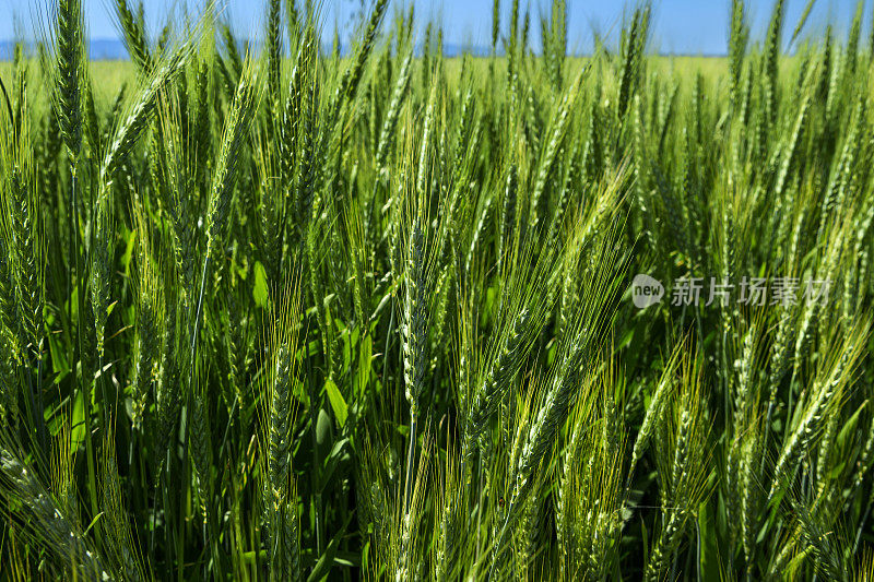 麦秆催熟的田野特写