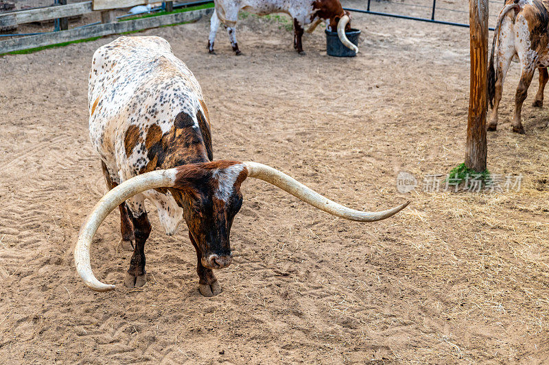 德克萨斯州的长角牛