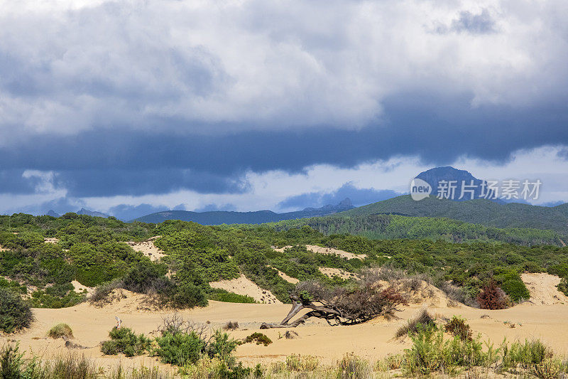 世俗杜松在皮西纳斯沙滩，撒丁岛西部的自然地标-意大利