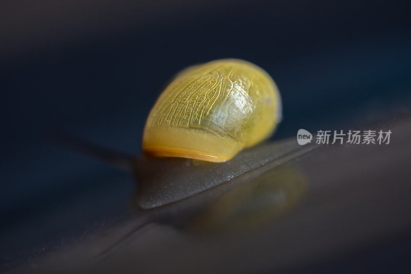 明黄色蜗牛的微距镜头。白唇蜗牛或园带蜗牛(雪蕨属)。