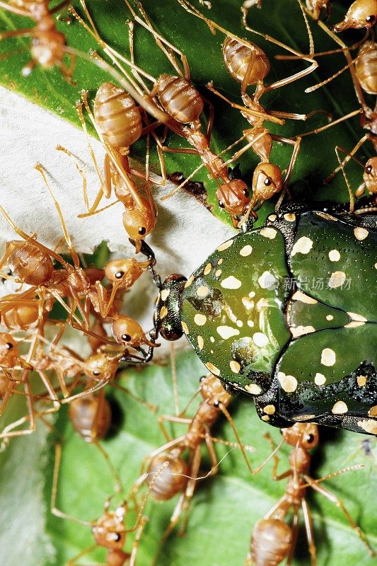 蚂蚁把甲虫拖回巢——动物行为。