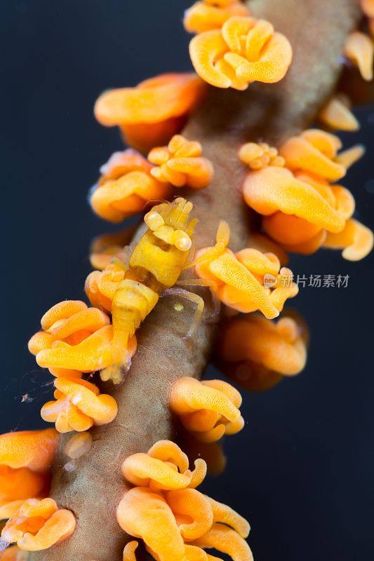 一个充满活力的特写的Anker鞭珊瑚虾，与它鲜艳的橙色色彩和复杂的细节