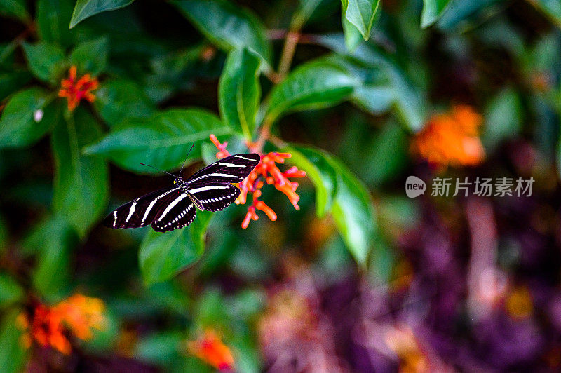 蝴蝶落在自然界的一朵花上