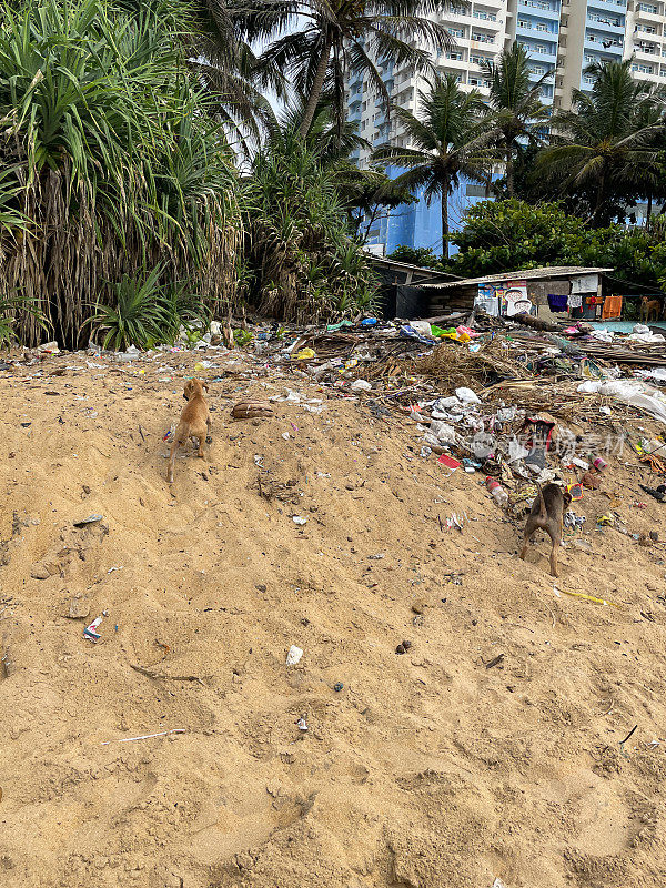 野生沙滩狗杂种在沙滩上拾荒，沙滩上堆满了垃圾和被冲上海岸的碎片，垃圾污染，公寓楼背景，重点在前景