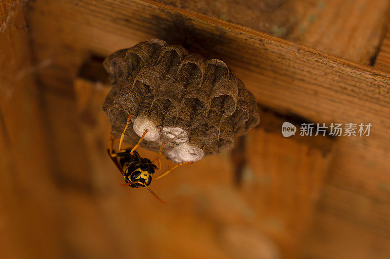 夏季。一只野黄蜂正在木制谷仓的屋顶下筑巢。胡蜂巢的建造。嵌套的行为。黄蜂的栖息地。筑巢过程