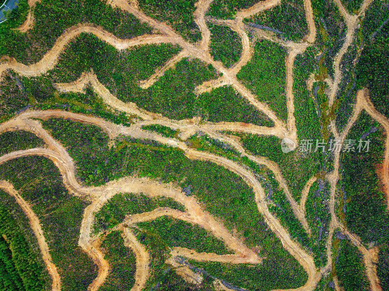 山上的伐木道路已被砍伐殆尽