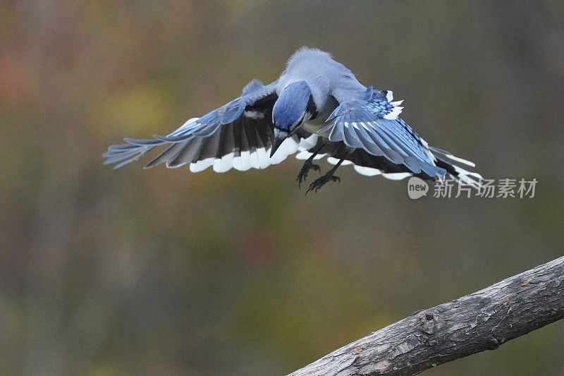 阴天的秋天，蓝鸦在树枝上的喂鸟器上争食