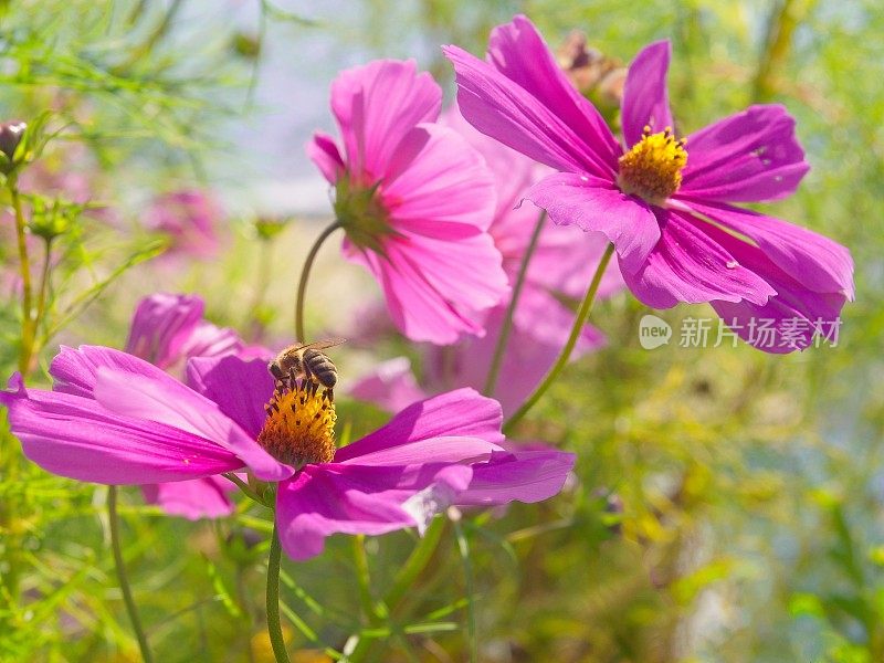 明亮的紫色花朵在阳光下像蜜蜂采集花蜜