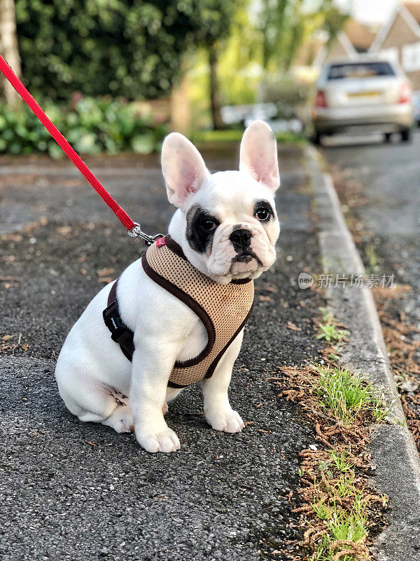 带着马具和铅条的花衣法国斗牛犬幼犬