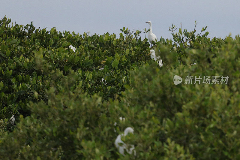 白鹭在红树林。亚齐省