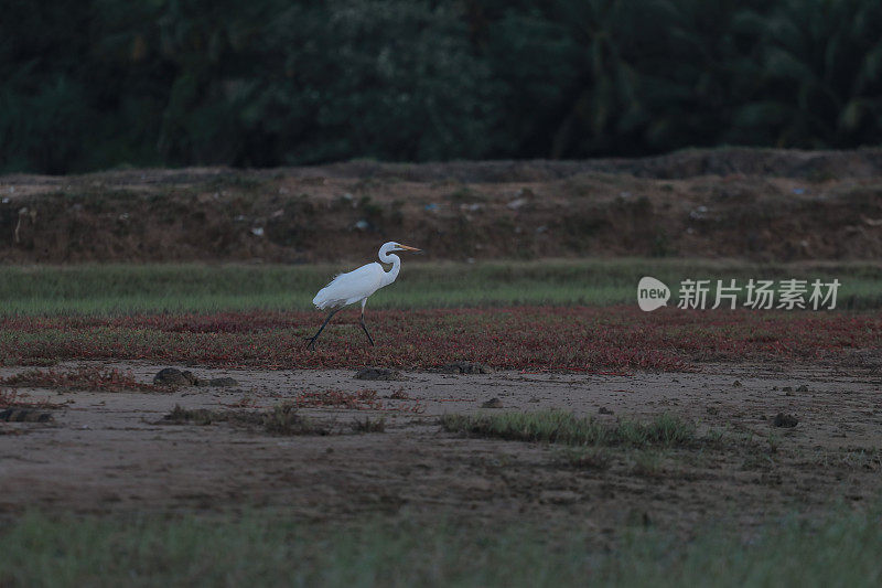 绿地里的白鹭