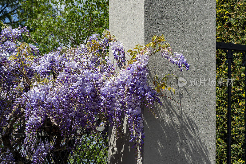 布鲁纳特科摩湖上方篱笆上的紫藤。