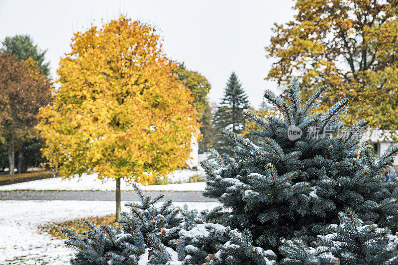 11月初降雪后的常绿植物特写