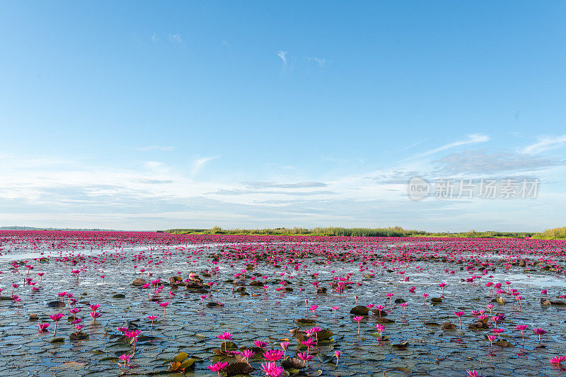 泰国乌隆他尼省清晨的红莲湖美景