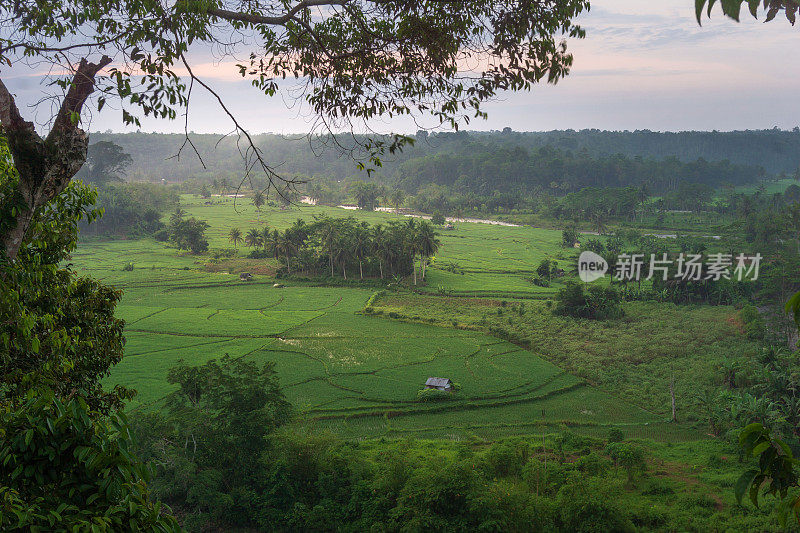 从印度尼西亚的山脉和热带森林欣赏美丽的早晨景色