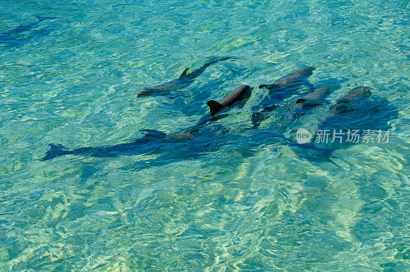 在浅水区游泳的海豚