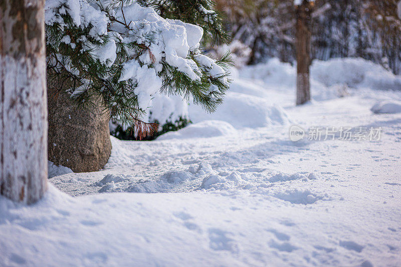 纯白色的背景上，杉树树枝上覆盖着厚厚的积雪