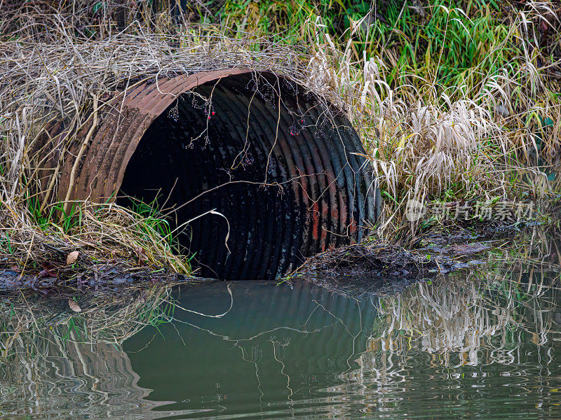 俄勒冈州海狸湿地池塘的排水涵洞堵塞