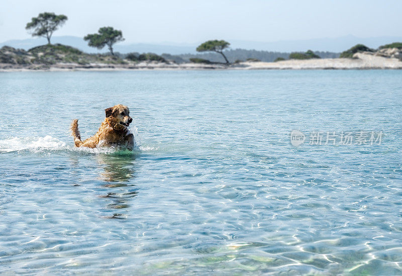 快乐的狗在爱琴海在炎热的夏天降温