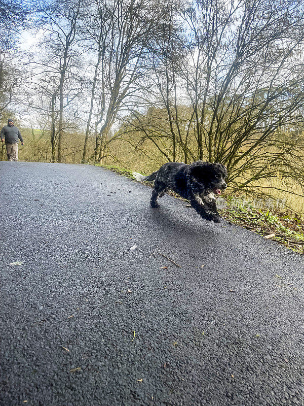 猎犬沿着林间小路奔跑