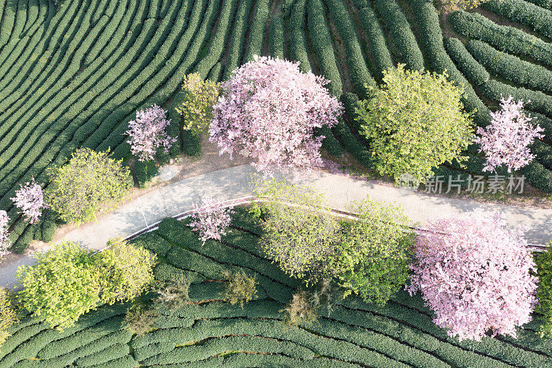 绿茶园粉色樱花的航拍照片