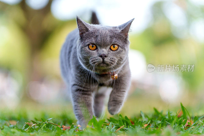 一只可爱的灰猫在公园里安静而稳定地走着，看着前方，背景是模糊的绿色自然。