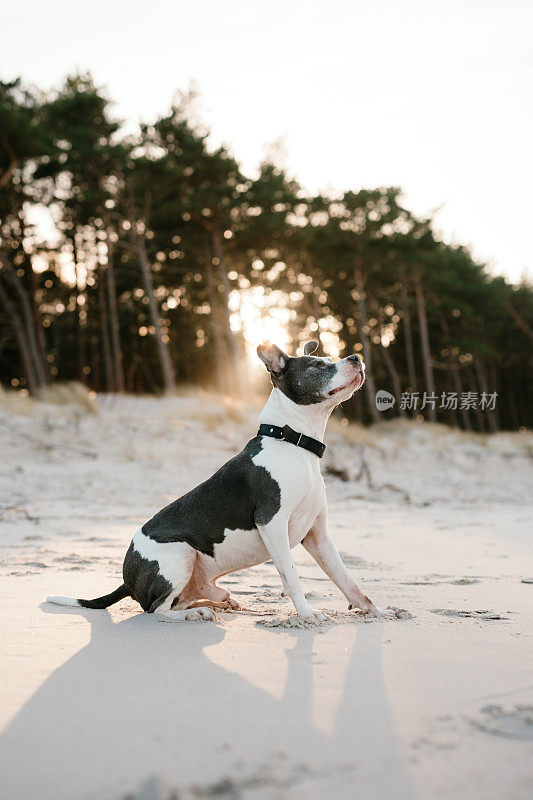 狗在日出时在海边的沙滩上玩耍。