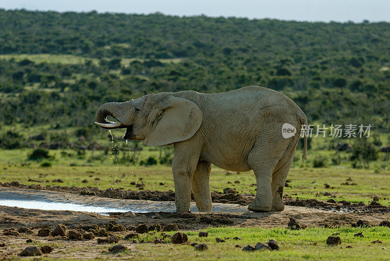 大象在水坑边喝水。嘴里含着鼻子，淌着水。