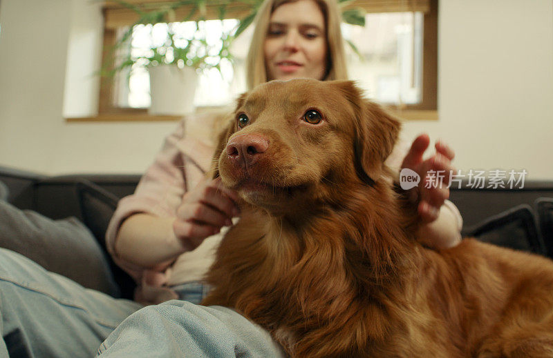 一位女士和心爱的宠物狗新斯科舍省鸭鸣猎犬一起躺在沙发上，愉快地抚摸着它