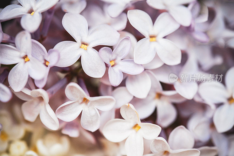 丁香花靠近背景