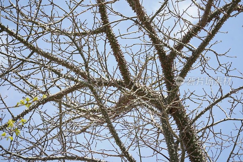 蚕丝树的一根树枝，一种外来的蚕丝树桑树的树皮上长满了许多刺