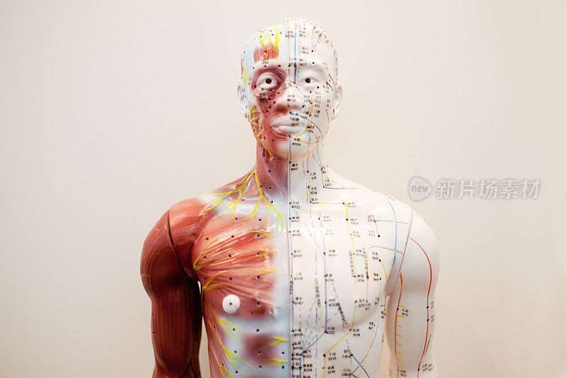 人体模特的身体经脉