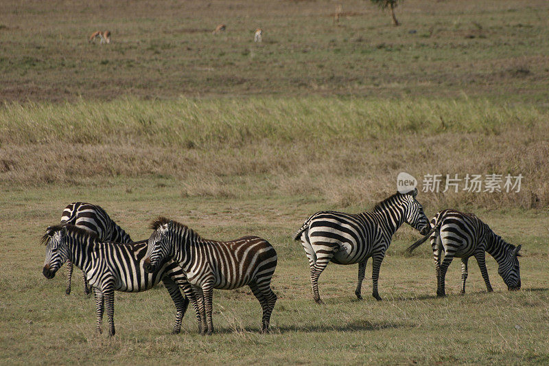 非洲大草原上的斑马群，迁徙，坦桑尼亚的塞伦盖蒂