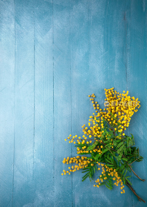 蓝色木板上盛开的含羞草枝