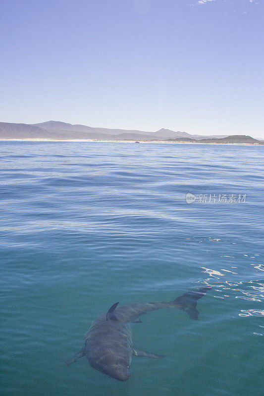 大白鲨笼潜水南非