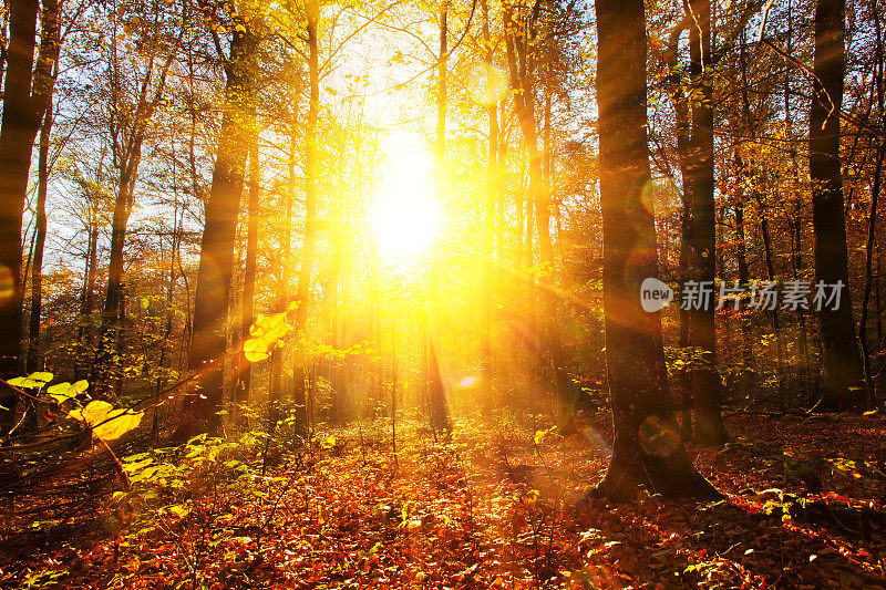 秋日森林中的太阳