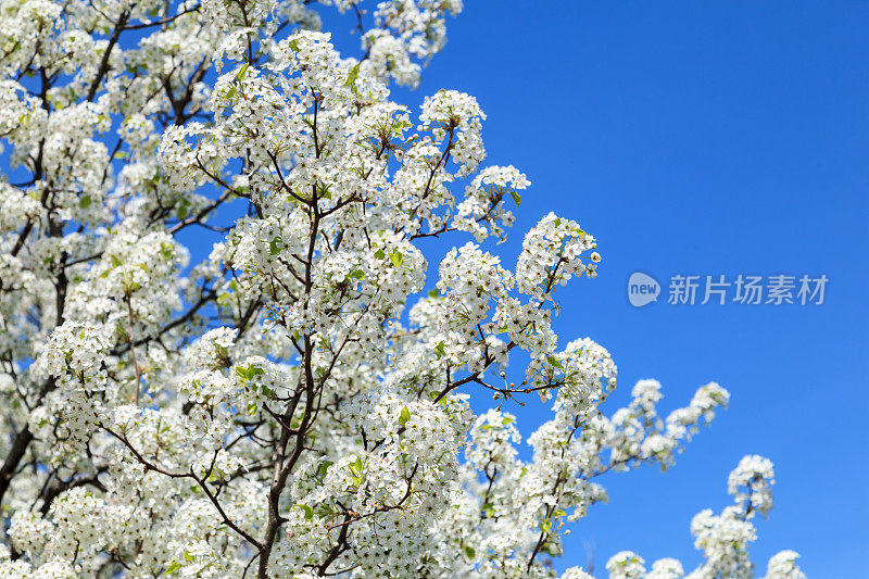 白色开花的树