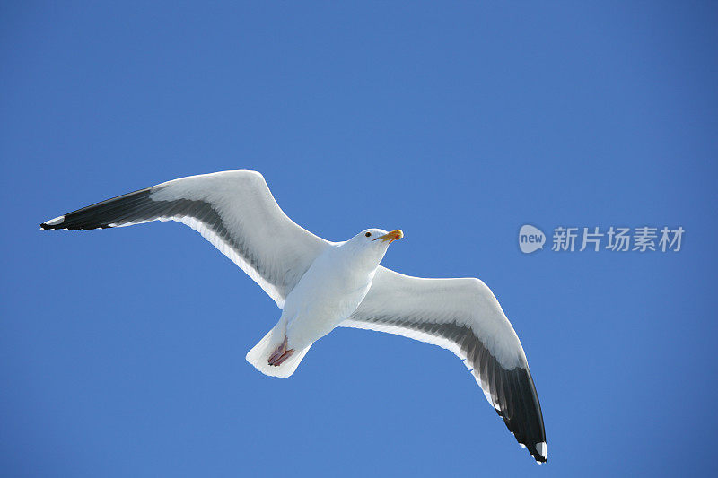 蓝天上的海鸥