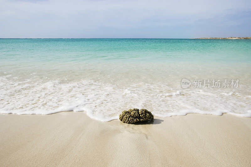 海滩上的珊瑚