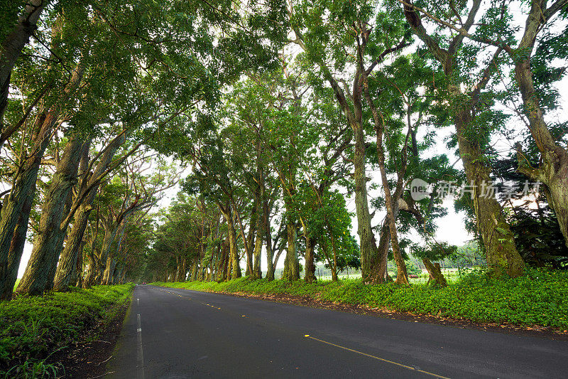 夏威夷考艾岛的公路和树隧道