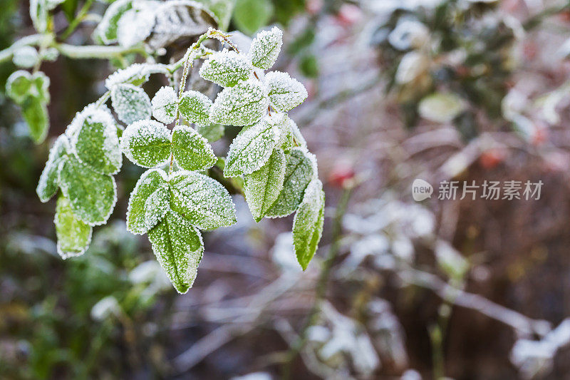 花园里玫瑰丛的叶子上有霜。