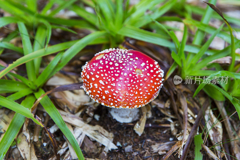 飞木耳菌(白毒伞)